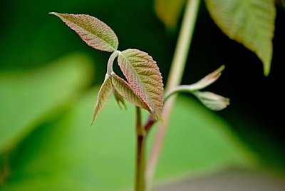 Juglans cinerea - ořešák popelavý - jarní výhonek